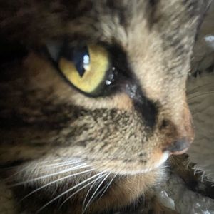 Meet your Posher, Bella